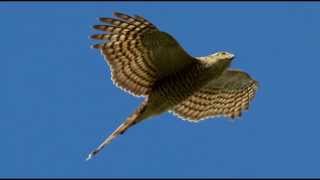 Sparrowhawk Bird Call Bird Song [upl. by Slater6]