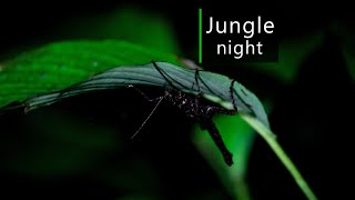 Rainforest sounds  Night in the Amazon jungle [upl. by Stag]