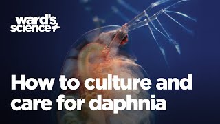 Caring and Culturing for Daphnia [upl. by Rosenwald802]