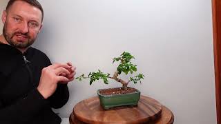 Carmona Bonsai Fukien Tea defoliation and quick trim [upl. by Levitt]