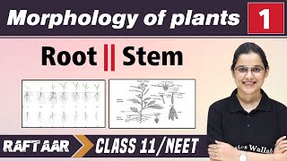 Morphology in Plants 01  Root  Stem  Class 11NEET  RAFTAAR [upl. by Lorollas]