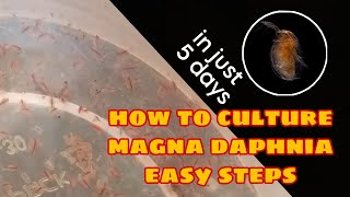 How to Culture Magna Daphnia Easily [upl. by Torie]