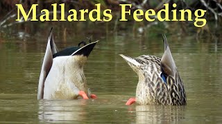 Mallard Ducks Feeding [upl. by Mareah]