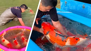 JUMBO KOI Shintaro Jumbo Koi Pond Harvest 2020 [upl. by Anilad]