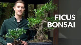 Ficus Bonsai tree care [upl. by Julianna511]