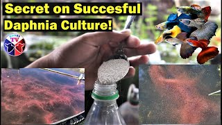 How to Culture Daphnia Successfully [upl. by Devina974]