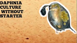 HOW TO CULTURE DAPHNIA NATURALLY WITHOUT A STARTER [upl. by Malkah]