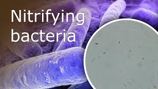 All About Nitrifying Bacteria in Your Aquarium What they Are and Where Can You Find Them [upl. by Klapp53]