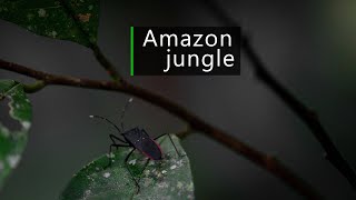 Amazon jungle sounds  calm night in the rainforest [upl. by Artina416]