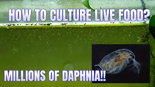 How to Culture Daphnia Secret Method to Breed MILLIONS  Simply Aquatic [upl. by Airotnes220]