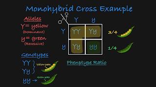 Monohybrid Cross Explained [upl. by Stolzer70]