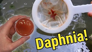 How I Culture Daphnia In Outdoor Tubs [upl. by Yarehs]