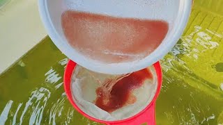 How to culture daphnia  Daphnia culture  How to grow daphnia outdoor [upl. by Atsiuqal]