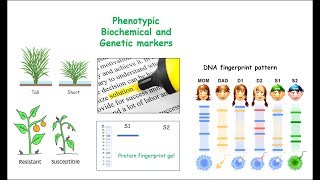 Mendels P F1 and F2 Generations Explained [upl. by Pippo]