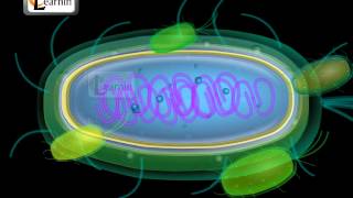 Monera  Bacteria  Kingdom of Life  Biology  Elearnin [upl. by Brett55]