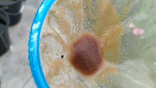 How to culture daphnia moina in a small container Part 1 English Subtitle [upl. by Ardnuek725]