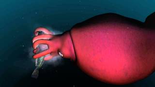 Mysterious world of the colossal squid [upl. by Sirkin]