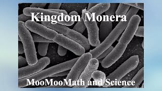 MoneraArchaebacteriaBacteriaAnimal Kingdom [upl. by Onil]