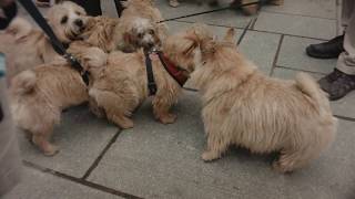 Norwich Terrier Meet Up [upl. by Tsirc170]