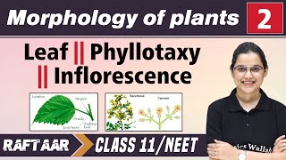 Morphology in Plants 02  Leaf  Phyllotaxy  Inflorescence  Class 11NEET  RAFTAAR [upl. by Sivrahc]