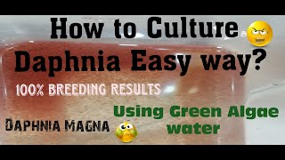 Daphnia MagnaHow to Culture Daphnia Easy wayCulturing Daphnia using Green water Daphnia [upl. by Josefina]