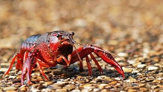 HOW TO purge Crayfish for eating [upl. by Hannaj]