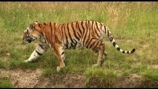 Safari park quotBeekse Bergenquot Part 1 1080p HD [upl. by Ecyar]