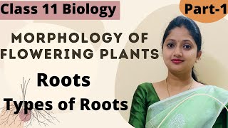 Morphology Of Flowering Plants  Roots Class 11 Biology  Part1 [upl. by Ahsiekyt]