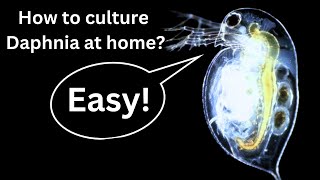 BEST Live Fish Food Beginner guide How to Culture Daphnia at home [upl. by Bartley628]