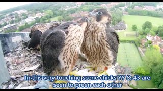 Norwich Cathedral  The Peregrine 2016 Story [upl. by Nassah]