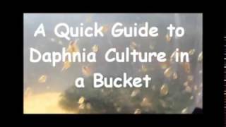 How to culture daphnia outside [upl. by Moia271]