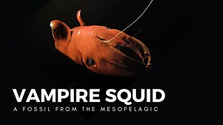 The Vampire Squid a Living Fossil of the Abyss [upl. by Ikciv]