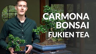 Carmona Bonsai care Fukien tea [upl. by Ledba725]