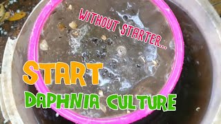 How to culture daphnia moina the easy way 1  Starting the Daphnia culture [upl. by Eidac775]