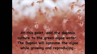 Daphnia  How to grow daphnia in your home [upl. by Aihsinat]