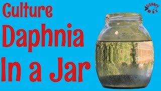 How to Culture Daphnia in a Jar [upl. by Yrro]