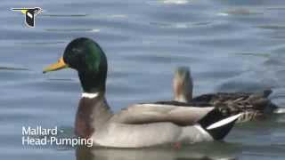 Duck Courtship Behavior [upl. by Eneryt]