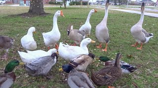 Feeding the Ducks amp Geese at the Park [upl. by Anaerol]