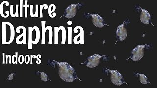 How to Culture Daphnia [upl. by Scutt]