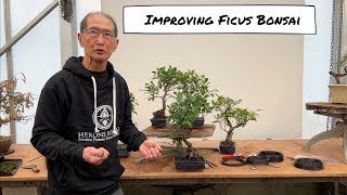 Improving an Ficus Bonsai [upl. by Eedak570]