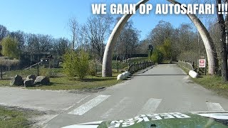 GA MEE OP AUTOSAFARI IN SAFARIPARK BEEKSE BERGEN [upl. by Ringler]