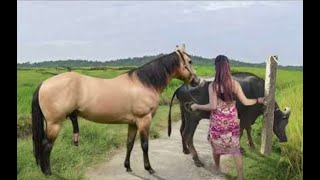 My sister training care her lovely horse in beginner 2021 [upl. by Alistair]