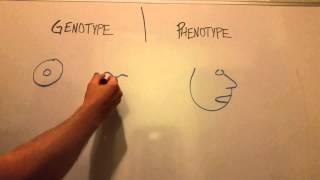 Genotype Vs Phenotype [upl. by Annette]