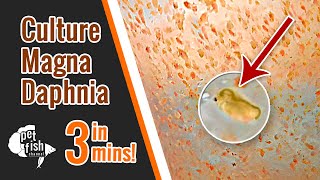 How to culture DAPHNIA MAGNA  The easy way [upl. by Karrie]