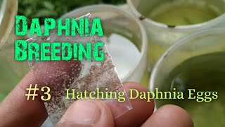 Daphnia Culture made simple and easy 3  Hatching Daphnia eggs [upl. by Sugar]