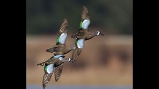 Wood duck and teal identification [upl. by Anahoj675]