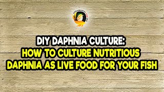 DIY Daphnia Culture How to Culture Nutritious Daphnia as Live Food for Your Fish [upl. by Rod]