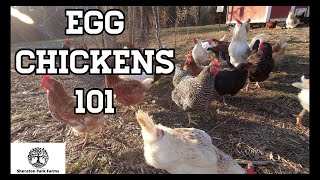 Beginners Guide To Egg Laying Chickens  Egg Chickens 101 [upl. by Glynias]