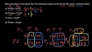 How to calculate phenotype frequency [upl. by Paige]