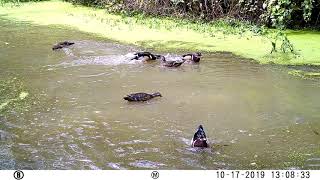 Wood Duck Mating and Ritual [upl. by Oihsoy469]